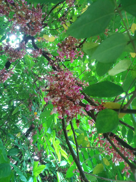 杨桃花