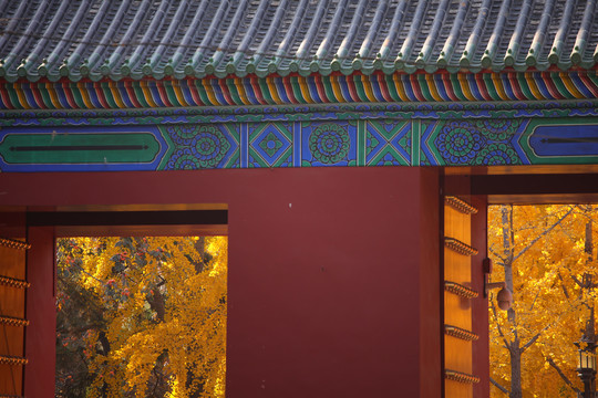 中式红墙青瓦银杏叶黄叶