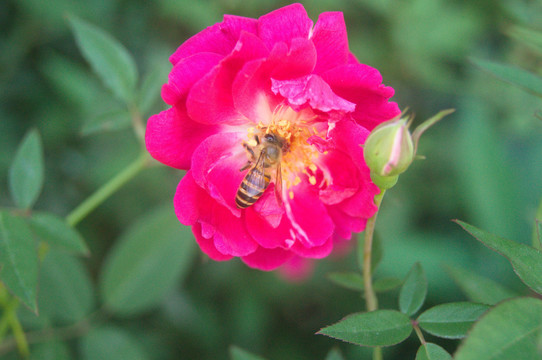 蜜蜂采花蜜