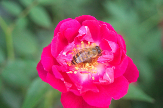 蜜蜂采花蜜