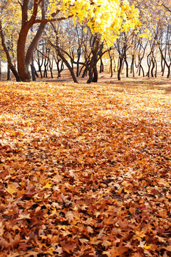 秋风扫落叶