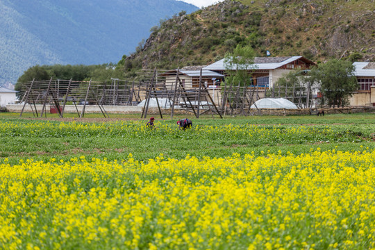 油菜花