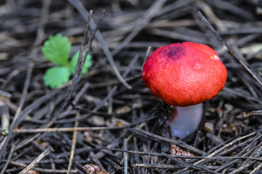 红色的蘑菇