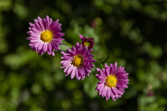 菊花