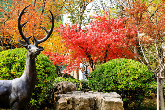 公园里的红枫与雄鹿雕塑
