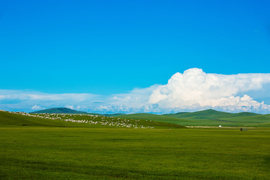 丘陵草原羊群蒙古包