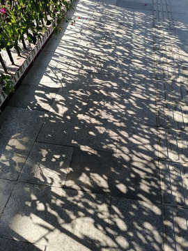 树木投影于地上