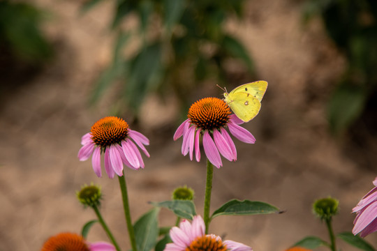 松果菊