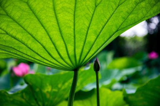 粉色荷花池莲花池叶脉脉络纹理