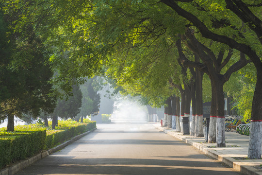 槐树林道路