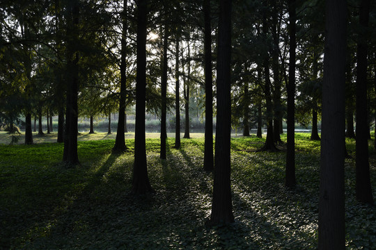 青西郊野公园景观