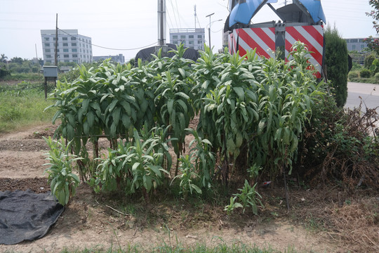 莴苣植物