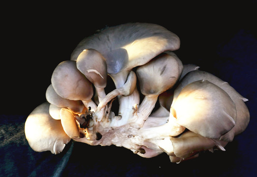 棉籽皮蘑菇