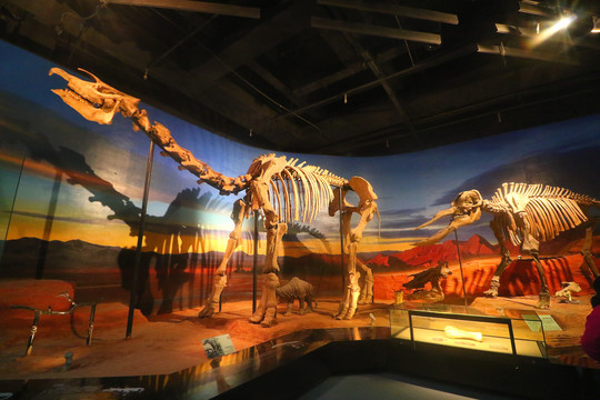 新疆吐鲁番博物馆披毛犀骨架化石