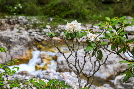 扎尕那高山杜鹃