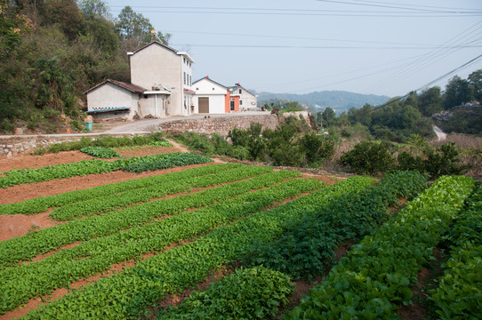 菜园