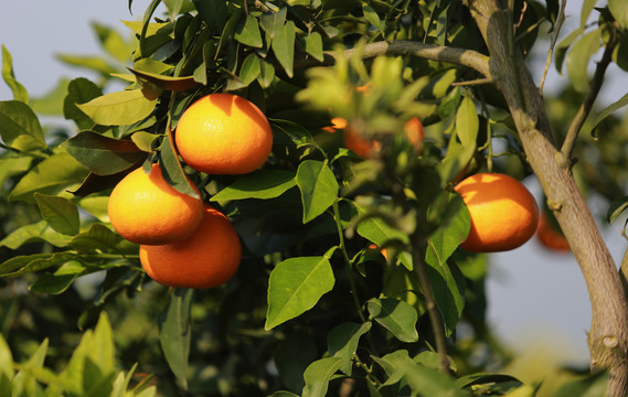 果冻橙高清图片