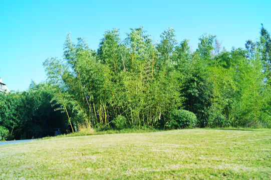 草地竹林