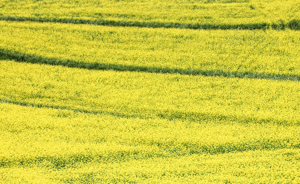 油菜花纹理