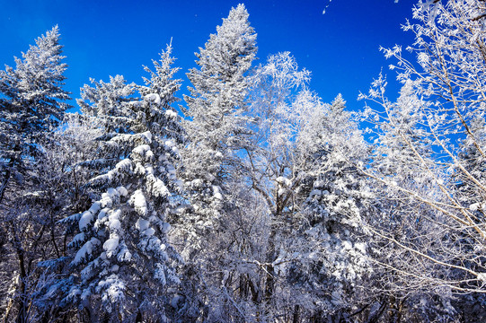 雪景森林