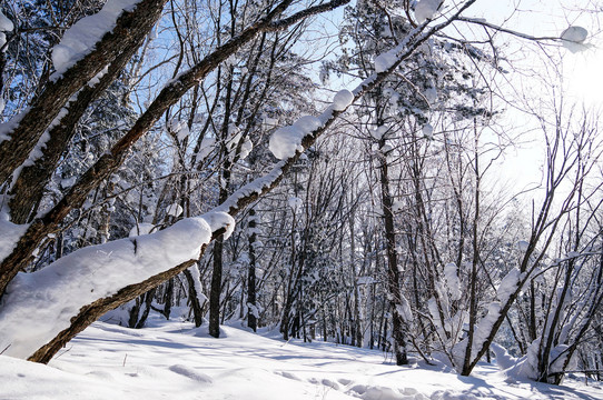 雪景