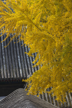 北京故宫秋天的银杏树