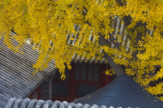 北京故宫秋天的银杏树
