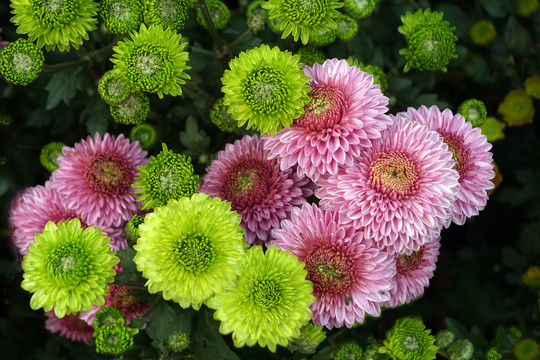 菊花