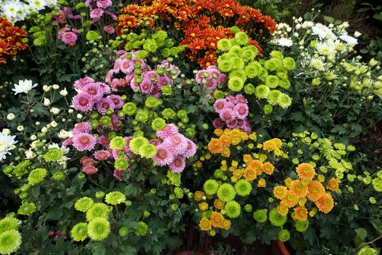 菊花