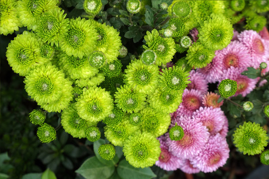 绿菊花粉红菊花