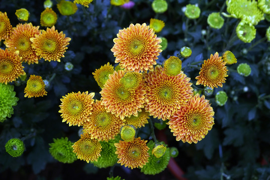 菊花