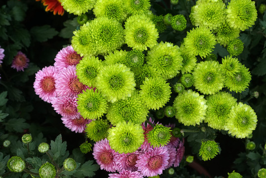 绿菊花粉红菊花