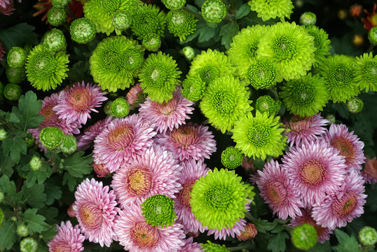 绿菊花粉红菊花