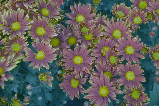 菊花