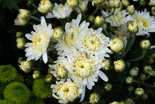 菊花