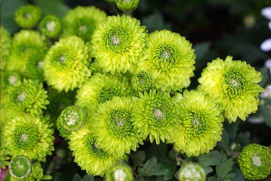菊花