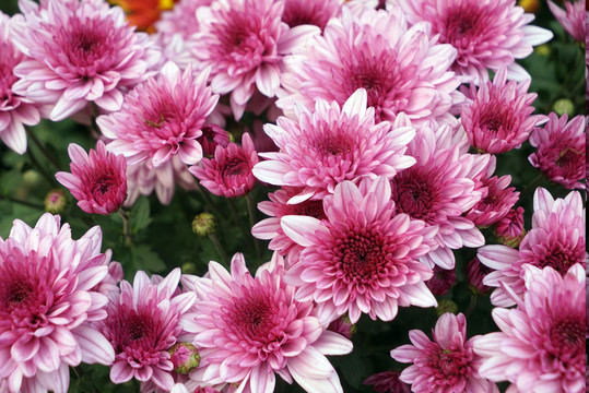 菊花
