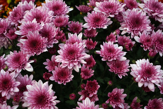 粉红菊花