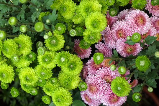菊花