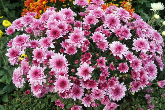 粉红菊花