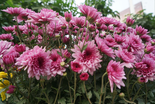 粉红菊花