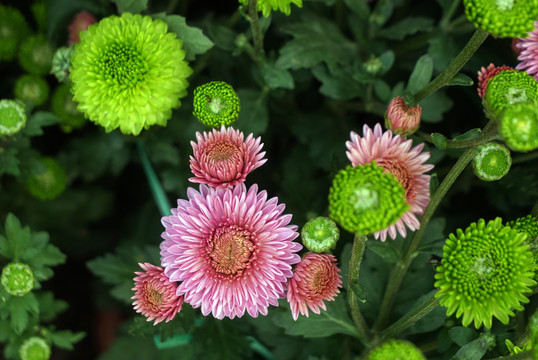 菊花