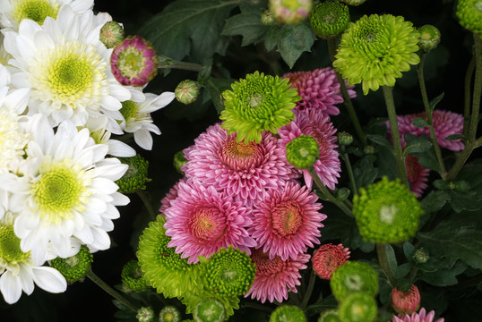 菊花