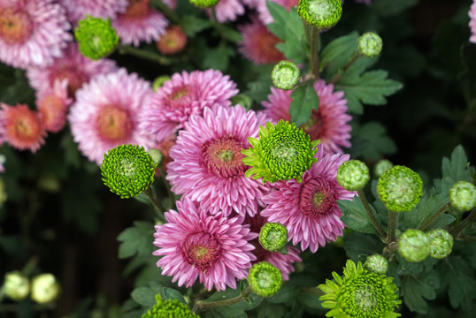 菊花