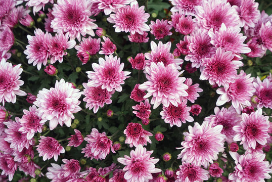 菊花