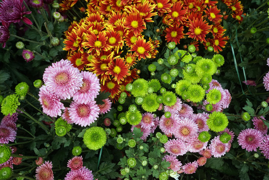 菊花