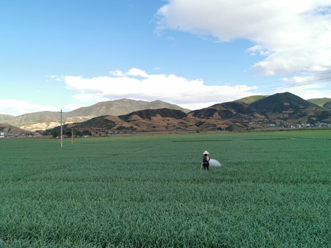 大蒜种植基地