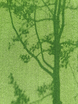 绿墙树影