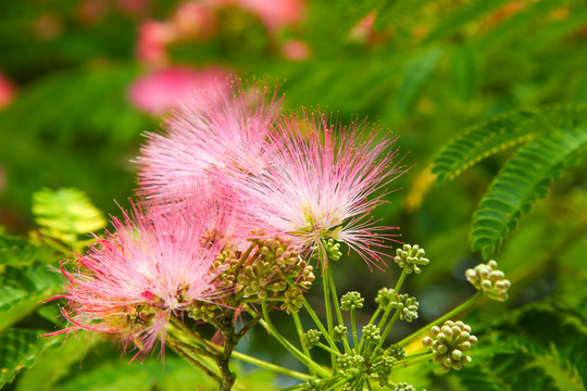 马缨花