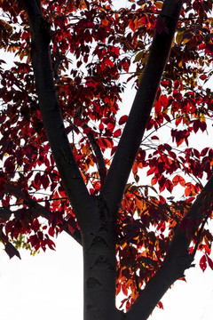 红叶树剪影